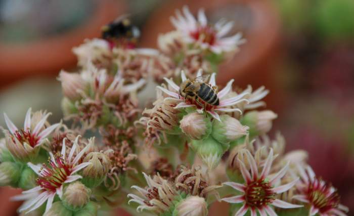 Sempervivum Dachwurz Hauswurz